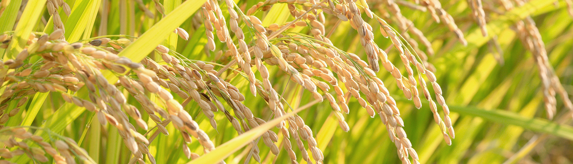 japan-rice